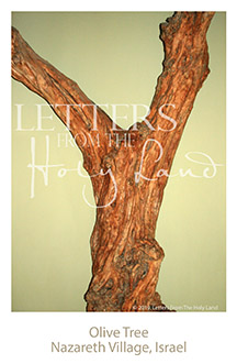 /wp-content/uploads/Letters/LetterOnly/Y-02_Olive tree_2019.png